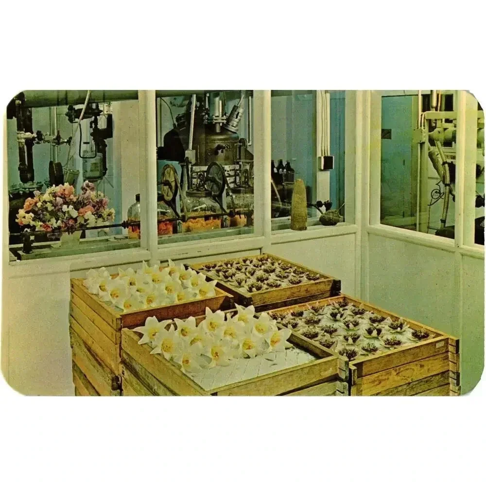Part of the Process of Perfume Manufacture at the Lili Factory Bermuda Postcard